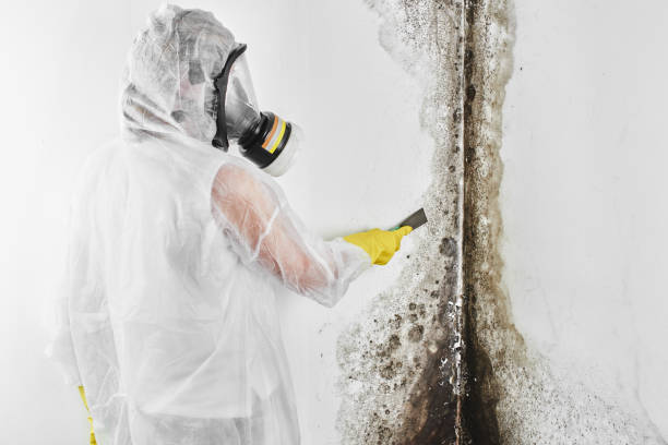 Mold Removal Process in South Highpoint, FL