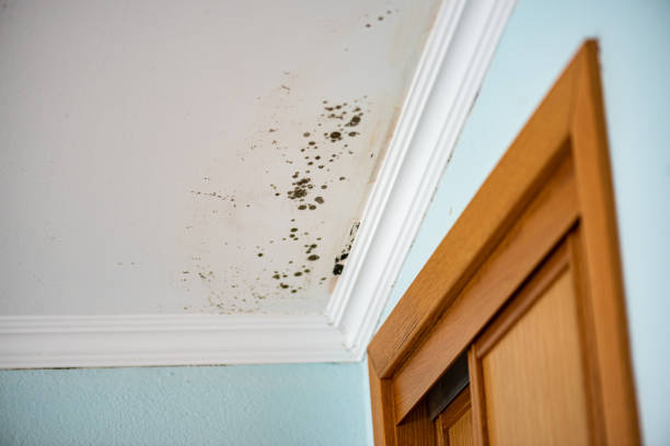 Certified Mold Removal in South Highpoint, FL